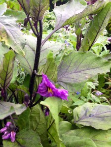 aubergine flower